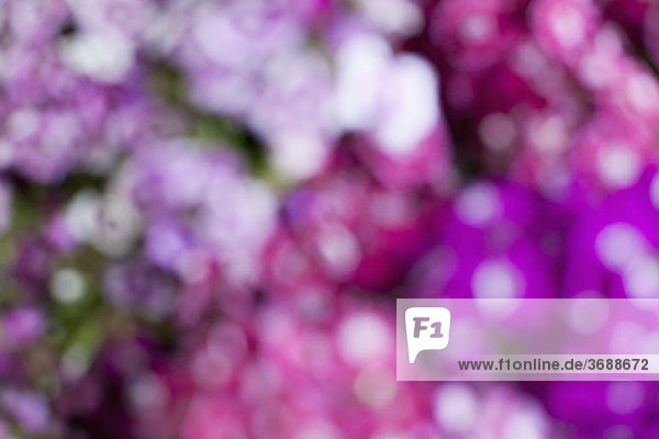 Rosa und violette Blüten  defokussiert