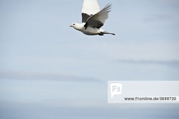 Ein Vogel fliegt in den Himmel  Nahaufnahme