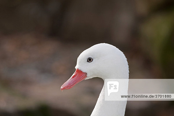 Coscoroba Swan (Coscoroba)