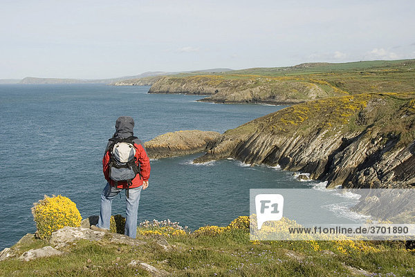 Wanderin schaut auf Küste  Meer  Aussichtspunkt  Pembrokeshire Nationalpark  Wales  Großbritannien  Europa