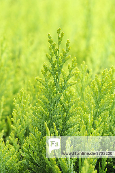 Branches of a Thuja tree (Thuja sp.)
