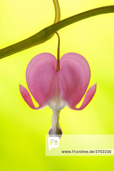 Venus's car  bleeding heart  Dutchman's trousers  or lyre flower (Dicentra spectabilis)