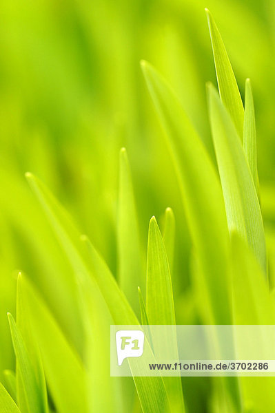 Leaves of a lily (Lilium)