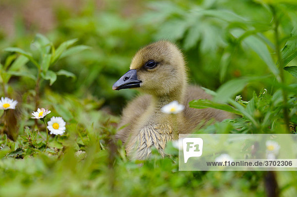 Greylag goose (Anser anser) gosling