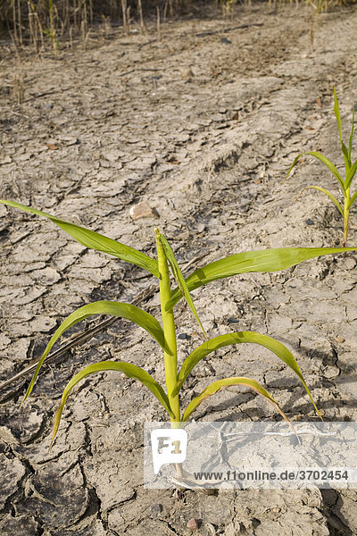 Mais wächst in ausgetrockneter Erde