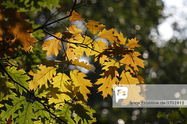 Laub der Eiche (Quercus) im Herbst
