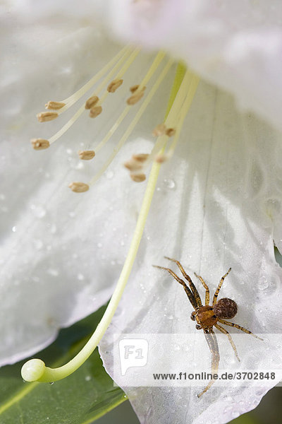 Begonie (Begonia)  Spinne