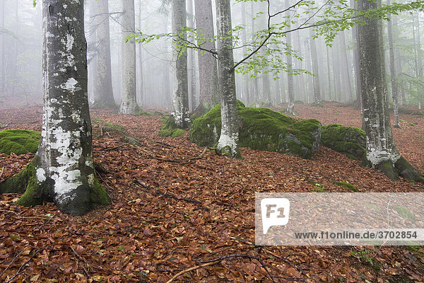 Buchenwald (Fagus)  Nationalpark Bayrischer Wald  Bayern  Deutschland  Europa
