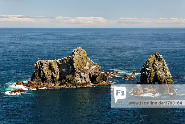 Felsen mit Basstölpeln (Morus bassanus) vor Fair Isle Shetlands Schottland Großbritannien Europa