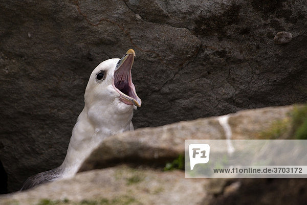 Rufender Eissturmvogel (Fulmarus glacialis) auf dem Nest sitzend  Fair Isle  Shetlands  Schottland  Großbritannien  Europa