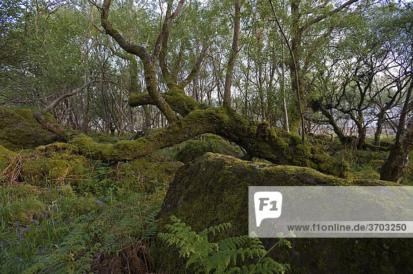 Bemooster Baum und Felsen  Carsaig Bay  Isle of Mull  Schottland  Großbritannien  Europa