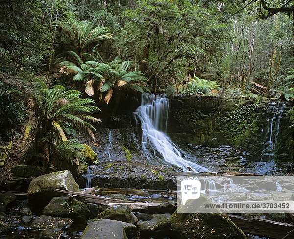 Lady Barron Wasserfall im Mt Field Nationalpark  Tasmanien  Australien