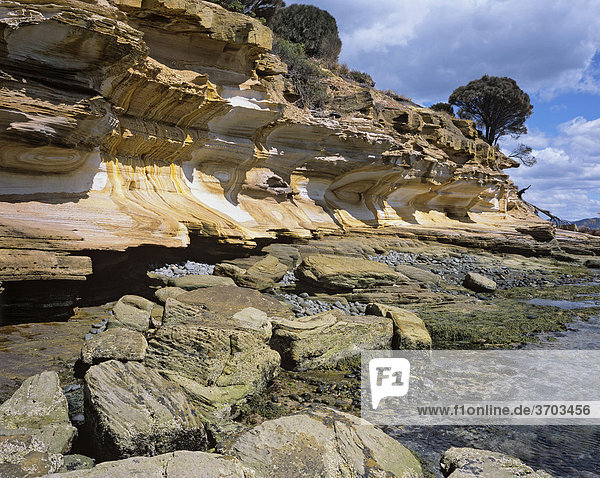 Bunte Sandsteinklippen  Painted Cliffs  im Maria Island Nationalpark  Tasmanien  Australien
