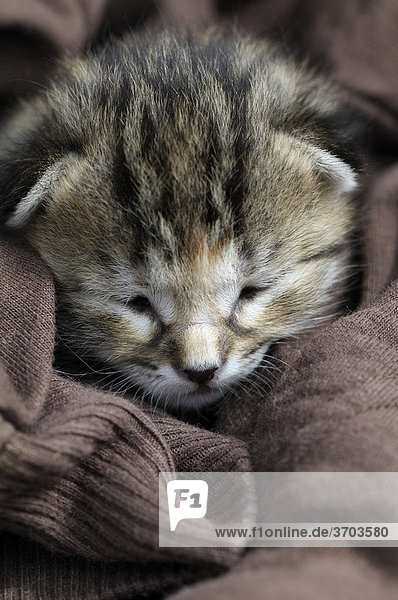 Kitten  European Shorthair cat