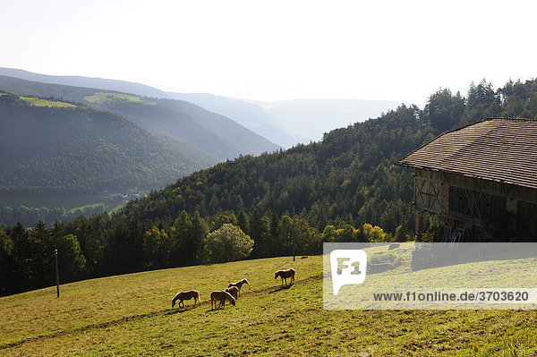 Pferde weiden auf einer Almwiese am Hochplateau des Salten am Südhang des Tschögglbergs bei Jenesien  Bozen  Bolzano  Südtirol  Tirol  Italien  Europa