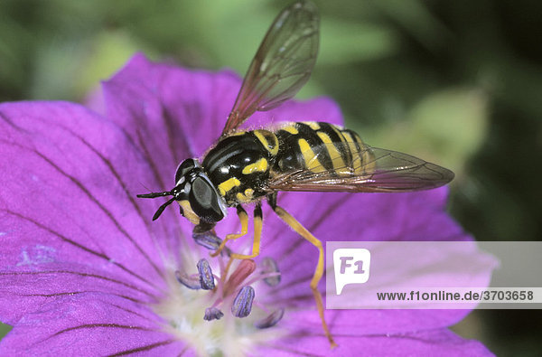 Kahle Wespenschwebfliege (Chrysotoxum intermedium) nascht an Blütenpollen vom Blutroten Storchschnabel