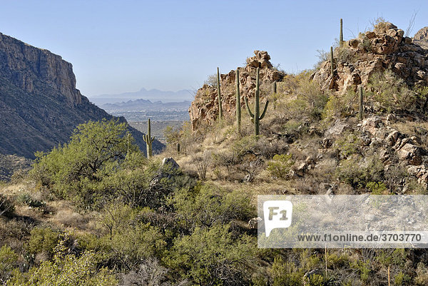 Blick vom Höhenwanderweg im Sabino Canyon auf Teile der Stadt Tucson  Arizona  USA