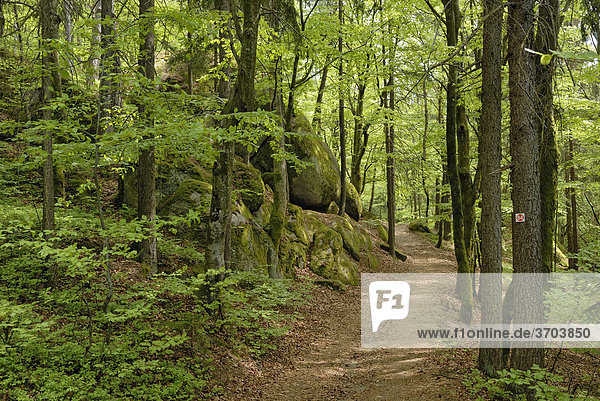 Wanderweg im Frühlingswald  Solla  Bayerischer Wald  Niederbayern  Deutschland  Europa