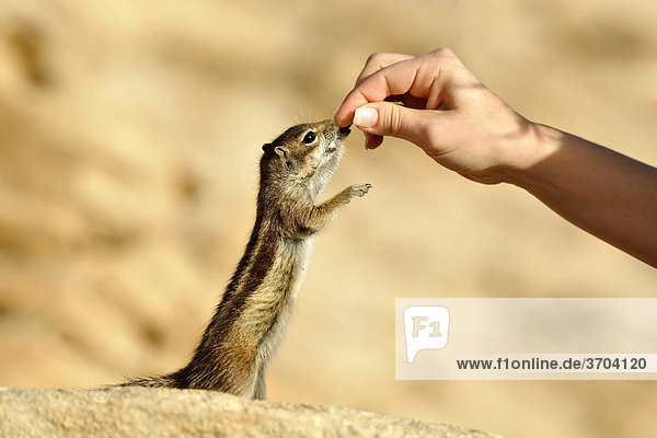 Barbary Ground Squirrel (Atlantoxerus getulus)  being fed by hand  Fuerteventura  Canary Islands  Spain  Europe