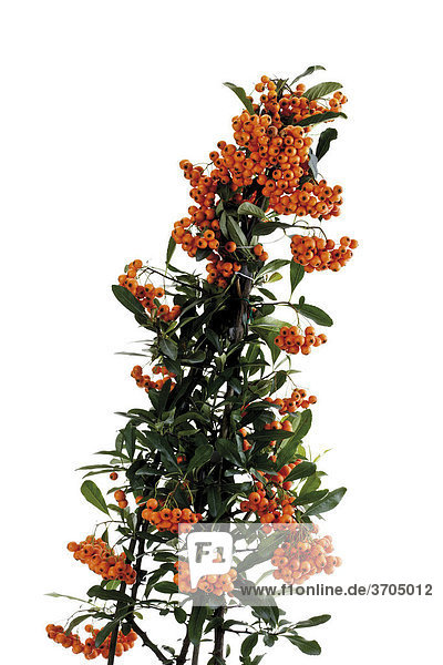 Berries of the firethorn (Pyracantha)