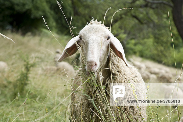 Schaf (Ovis orientalis aries) vor Schafherde