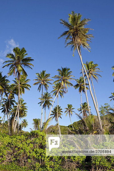 Kokospalmhain (Cocos nucifera)  Insel La Digue  Seychellen  Afrika  Indischer Ozean