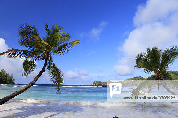 Kokospalmen (Cocos nucifera) am Strand  Insel Mahe  Seychellen  Afrika  Indischer Ozean