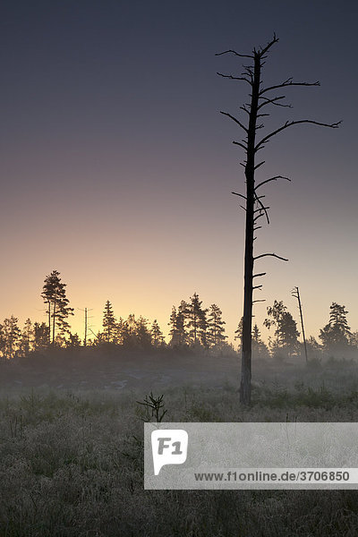 Landschaft mit kahlem Baum in Sotenäs  Schweden