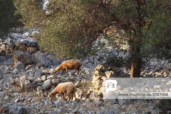 Schafe  Olivenhain Lun  Insel Pag  Dalmatien  Adria  Kroatien  Europa
