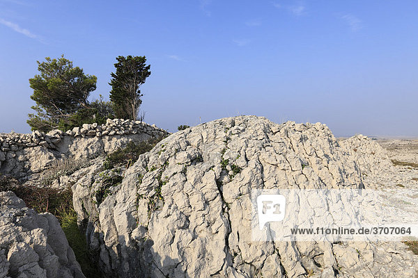 Karge Felsen bei Smokvica  Insel Pag  Dalmatien  Adria  Kroatien  Europa