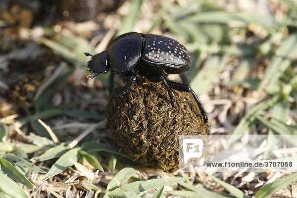 Pillendreher (Scarabaeidae) mit Kugel aus Schafdung  Kroatien  Europa