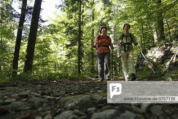 Hikers on forest trail  Risnjak National Park  Gorski Kotar region  Croatia  Europe