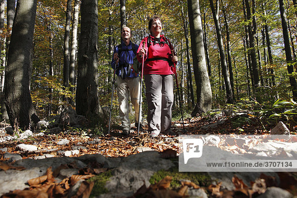 Hikers on forest trail  Risnjak National Park  Gorski Kotar region  Croatia  Europe
