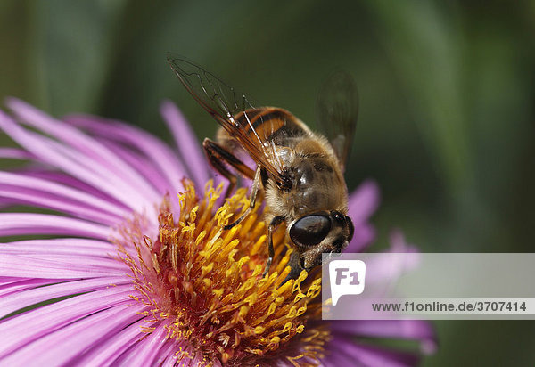 Mistbiene  Schlammbiene  Scheinbienen-Schwebfliege (Eristalis tenax) auf Blüte von Aster