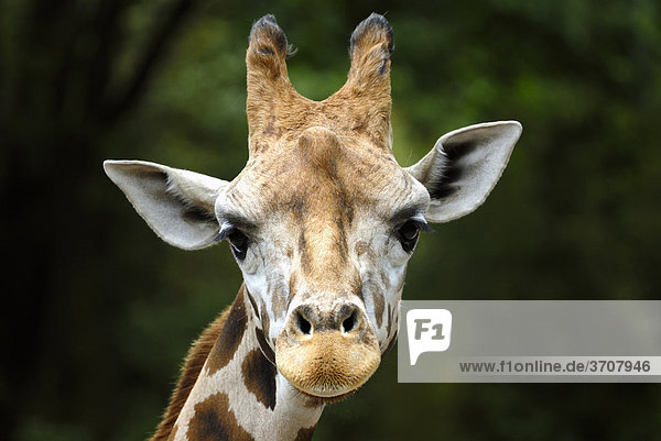 Giraffe (Giraffa camelopardalis)  Portrait