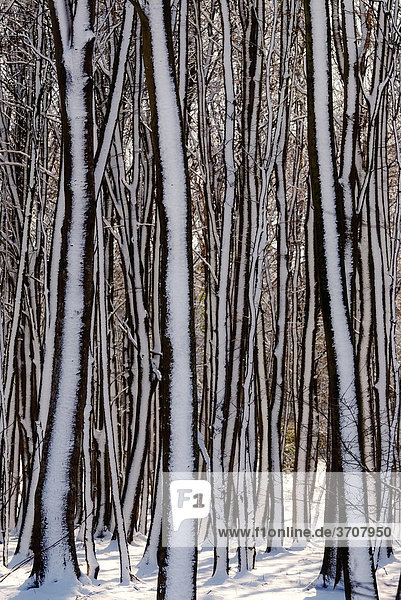 Schneebedeckte Baumstämme im winterlichen Laubwald  Schleswig-Holstein  Deutschland  Europa