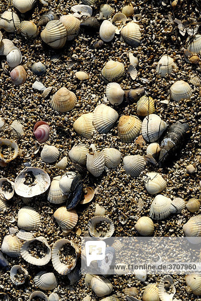 Muschelschalen und leere Schneckenhäuser am Strand