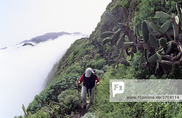 Hiker and prickly pears (Opuntia ficus-indica) over a sea of clouds the Roque de Taborno rock formation  Taborno  Tenerife  Canary Islands  Spain  Europe