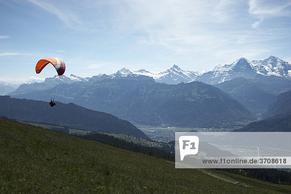 Paraglider am Niederhorn mit Blick auf das Bergmassiv der Berner Alpen  Kanton Bern  Schweiz  Europa