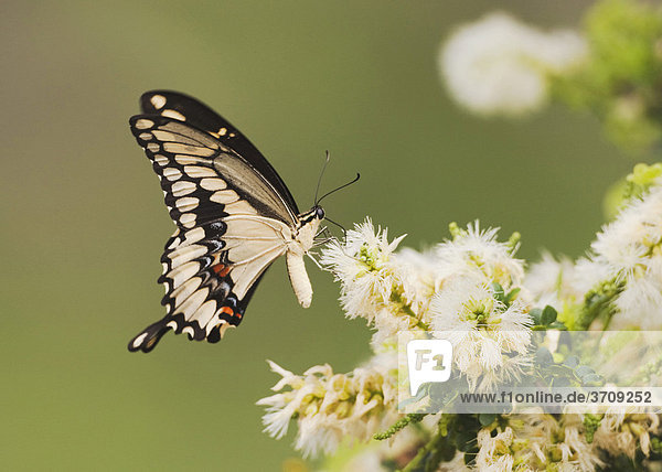 Großer Schwalbenschwanz (Papilio cresphontes)  Alttier frisst an Blüte  Sinton  Corpus Christi  Texas  USA