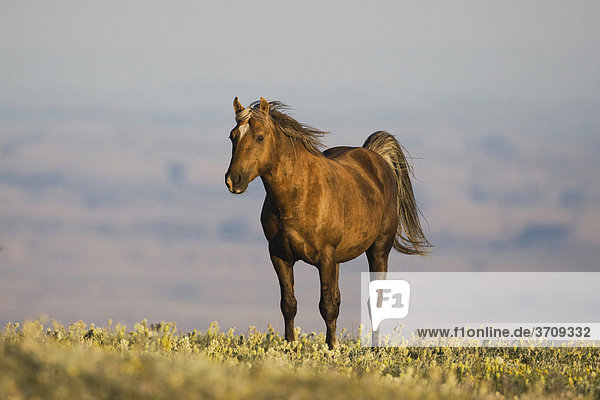 Mustang (Equus caballus)  Alttier  Pryor Mountain Wild Horse Range  Montana  USA
