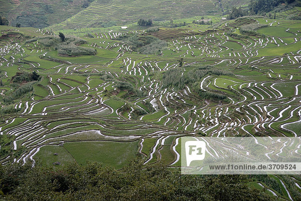 Reisfelder am Hang  Reisterrassen  Yuanyang  bei Xinjie  Provinz Yunnan  Volksrepublik China  Asien