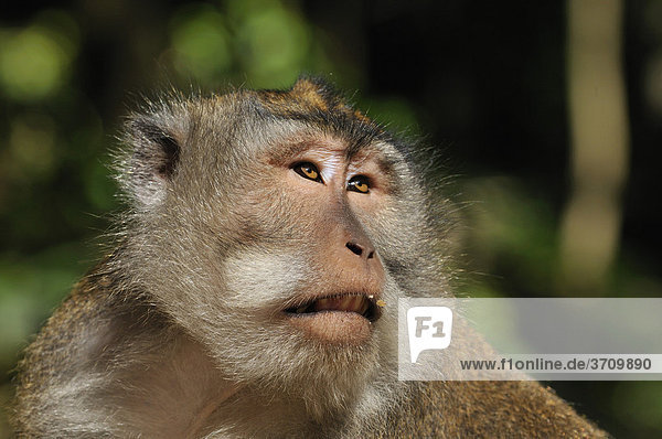 Langschwanz-Makak (Macaca fascicularis)  Sacred Monkey Forest Sanctuary  Padangtegal  Ubud  Bali  Indonesien  Südostasien