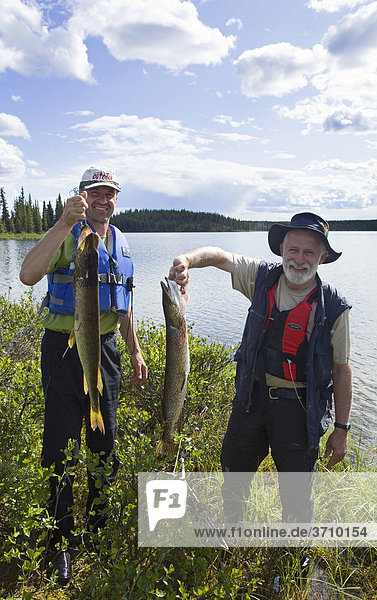 Zwei Fischer präsentieren ihren Fang  Hechte (Esox lucius)  Caribou Lakes Seen  oberer Liard River Fluss  Yukon Territory  Kanada