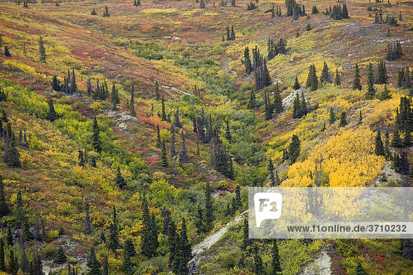 Sub-alpine Vegetation  Blätter in Herbstfarben  Indian summer  Altweibersommer  Hanglage  am Kusawa Ridge  Kusawa Lake  Yukon Territory  Kanada