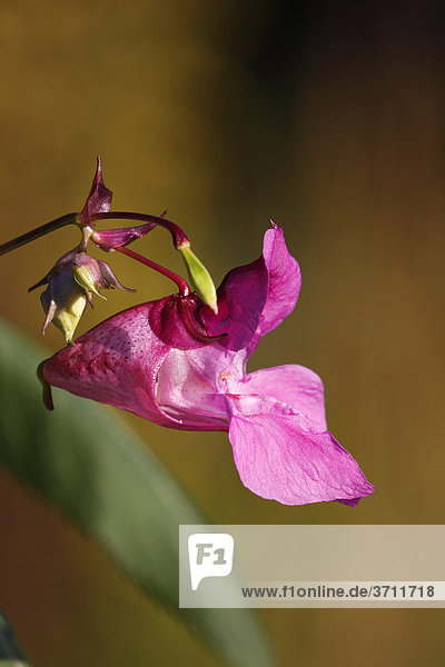 Drüsiges Springkraut  Indisches Springkraut (Impatiens glandulifera)  Blüte in Seitenansicht