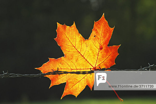 Ahornblatt in Herbstfärbung hängt in einem Weidezaun aus Stacheldraht  Ahorn  Spitzahorn  Spitz-Ahorn (Acer platanoides)
