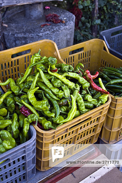 Grüne Paprika in einer Kunststoff-Kiste  Gemüsehandel in Kalabrien  Süditalien  Italien  Europa