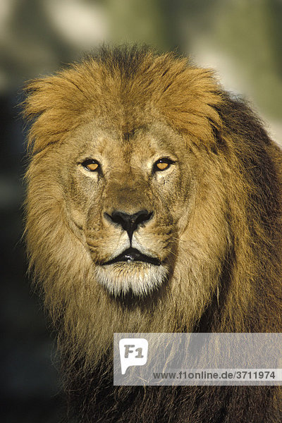 Afrikanischer Löwe (Panthera leo)  Männchen  Portrait  Afrika