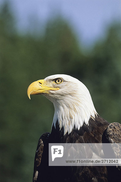 Bald Eagle (Haliaeetus leucocephalus)  heraldic animal  Alaska  North America